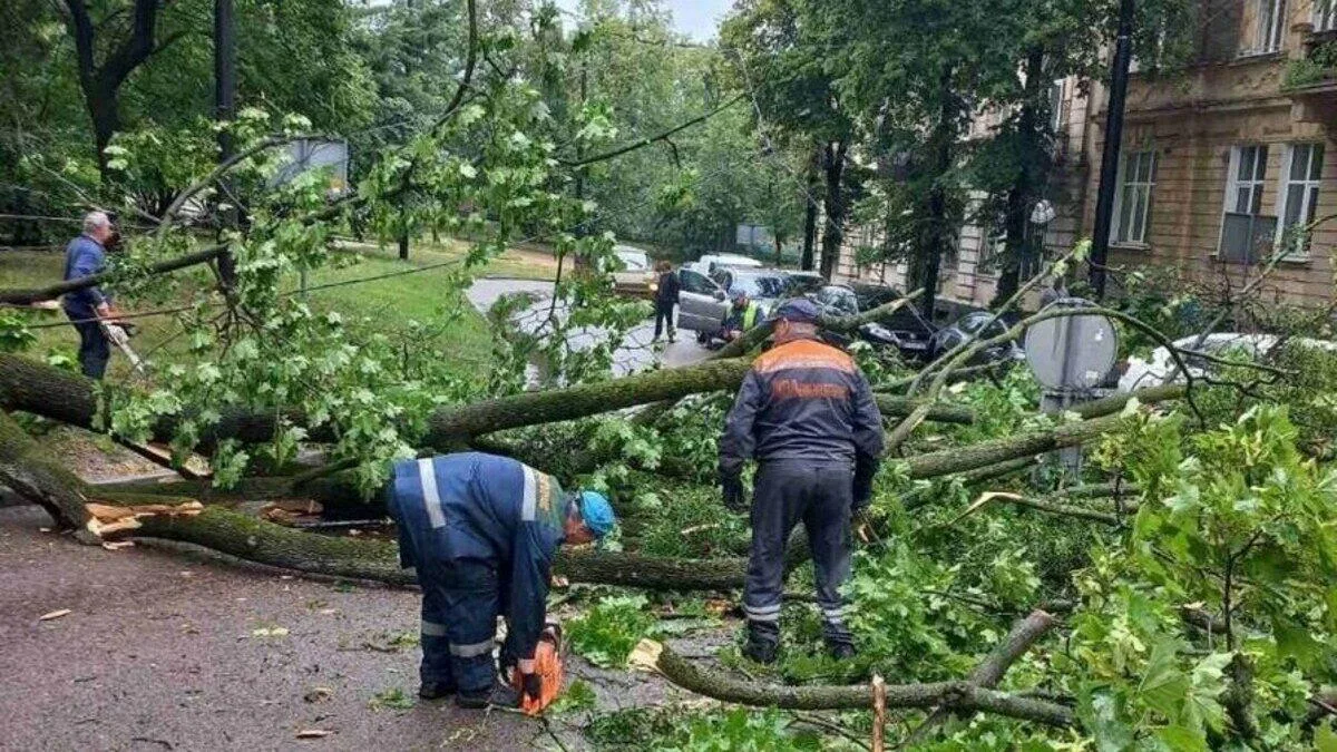 Негода у Львові: як змінився рух тролейбусів через повалене дерево